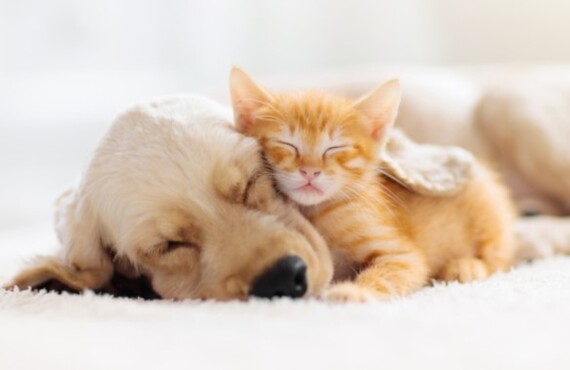 ペット飼育可能なお部屋探すならFKHome`sにお任せください！